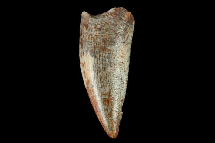 Serrated, Fossil Phytosaur (Machaeroprosopus) Tooth - New Mexico #133286